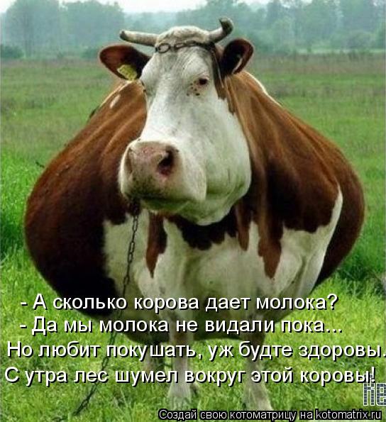 Котоматрица: - А сколько корова дает молока? - Да мы молока не видали пока... Но любит покушать, уж будте здоровы. С утра лес шумел вокруг этой коровы!