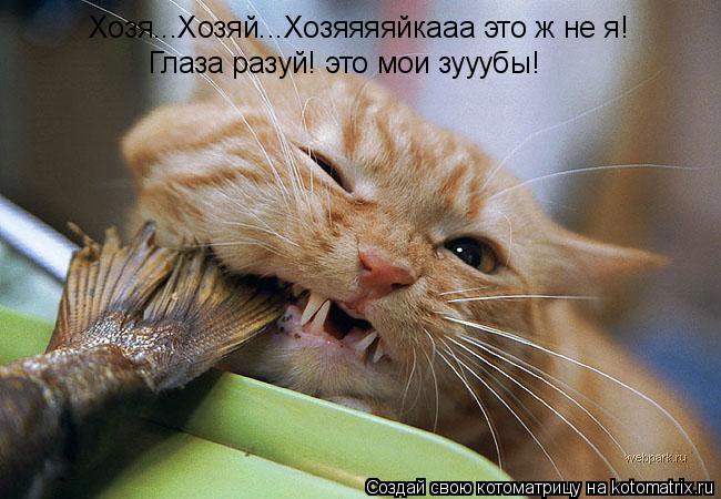 Хозя...Хозяй...Хозяяяяйкааа это ж не я! Глаза разуй! это мои зууубы!... Котоматрица: Хозя...Хозяй...Хозяяяяйкааа это ж не я! Глаза разуй! это мои зууубы!