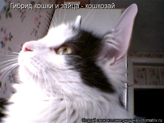 Гибрид кошки и зайца - кошкозай... Котоматрица: Гибрид кошки и зайца - кошкозай