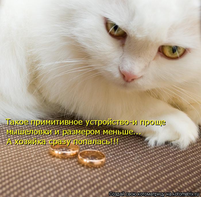 Котоматрица: Такое примитивное устройство-и проще мышеловки и размером меньше... А хозяйка сразу попалась!!!