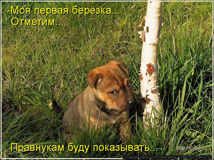 -Моя первая берёзка... Отметим... Правнукам буду показывать...... Котоматрица: -Моя первая берёзка... Отметим... Правнукам буду показывать...