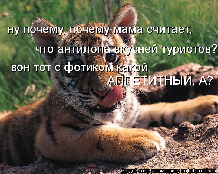 ну почему, почему мама считает, что антилопа вкусней туристов? вон тот с фотиком какой вон тот с фот... Котоматрица: ну почему, почему мама считает, что антилопа вкусней туристов? вон тот с фотиком какой вон тот с фотиком какой АППЕТИТНЫЙ, А?