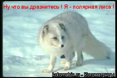 Ну что вы дразнитесь ! Я - полярная лиса !... Котоматрица: Ну что вы дразнитесь ! Я - полярная лиса !