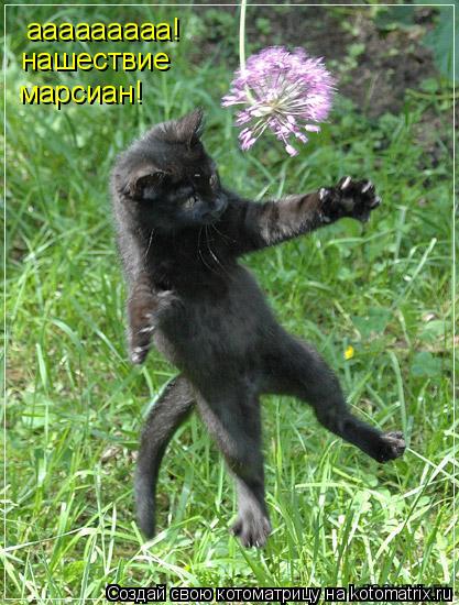 ааааааааа! нашествие марсиан!... Котоматрица: ааааааааа! нашествие марсиан!