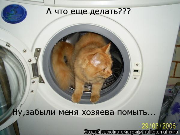 А что еще делать??? Ну,забыли меня хозяева помыть...... Котоматрица: А что еще делать??? Ну,забыли меня хозяева помыть...