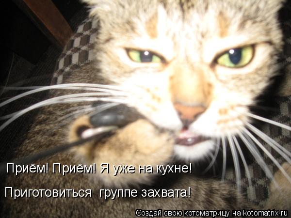 Приём! Приём! Я уже на кухне! Приготовиться группе захвата!... Котоматрица: Приём! Приём! Я уже на кухне! Приготовиться группе захвата!