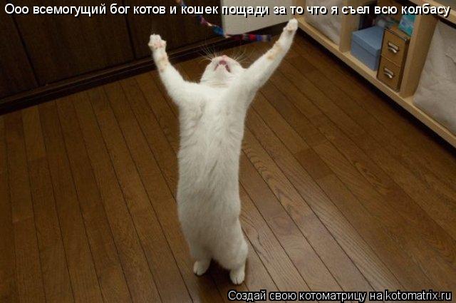 Ооо всемогущий бог котов и кошек пощади за то что я съел всю колбасу... Котоматрица: Ооо всемогущий бог котов и кошек пощади за то что я съел всю колбасу