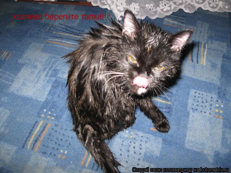хозяева берегите тапки!!!... Котоматрица: хозяева берегите тапки!!!