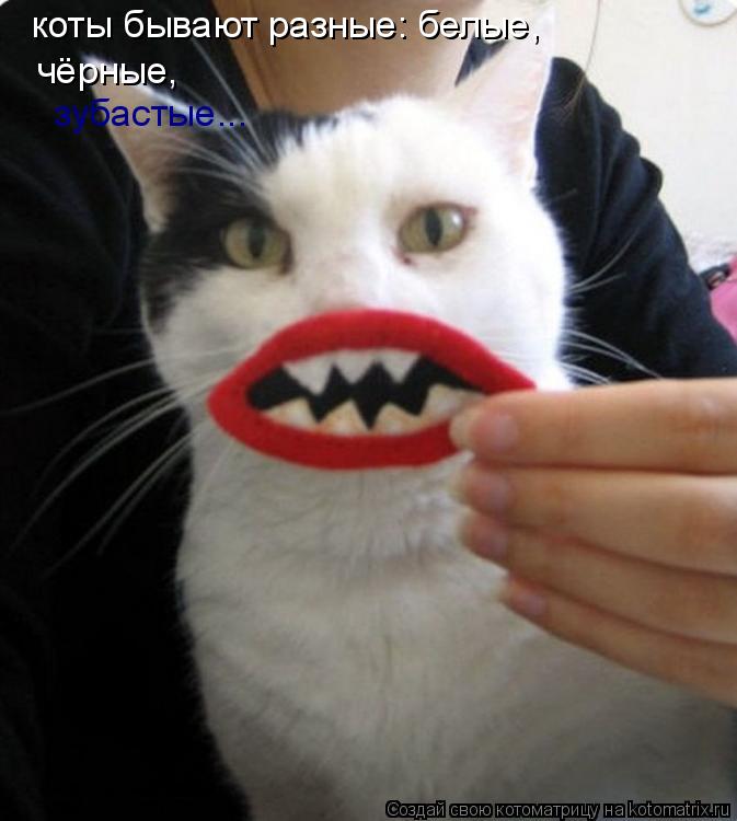 коты бывают разные: белые, чёрные, зубастые...... Котоматрица: коты бывают разные: белые, чёрные, зубастые...