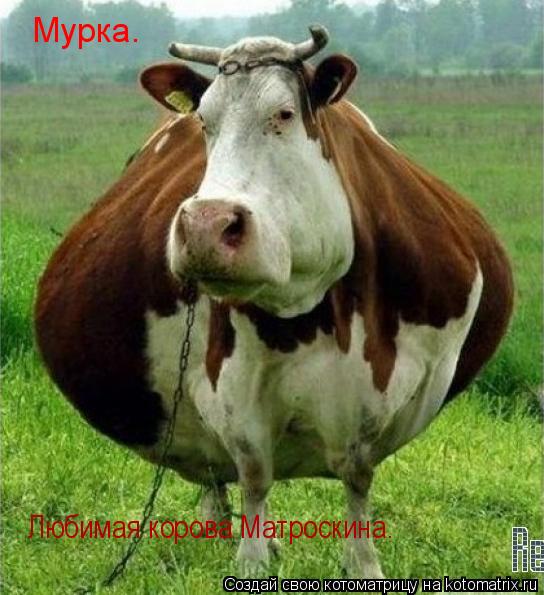 Мурка. Любимая корова Матроскина.... Котоматрица: Мурка. Любимая корова Матроскина.