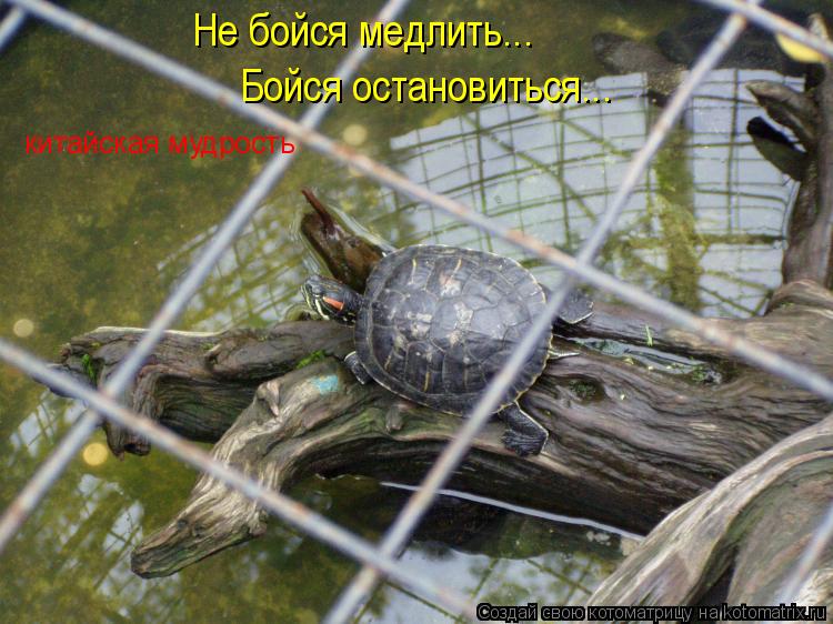 Не бойся медлить... Бойся остановиться... китайская мудрость... Котоматрица: Не бойся медлить... Бойся остановиться... китайская мудрость