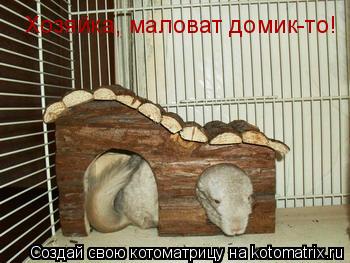Хозяйка, маловат домик-то!... Котоматрица: Хозяйка, маловат домик-то!