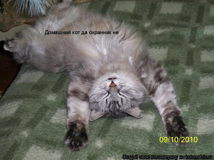 Домашний кот да охранник не... Котоматрица: Домашний кот да охранник не