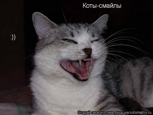 Коты-смайлы :))... Котоматрица: Коты-смайлы :))