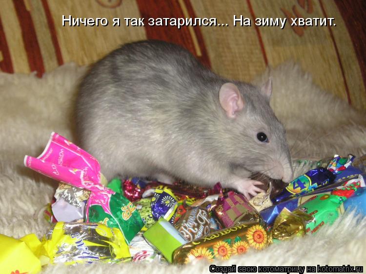 Ничего я так затарился... Ничего я так затарился... На зиму хватит.... Котоматрица: Ничего я так затарился... Ничего я так затарился... На зиму хватит.
