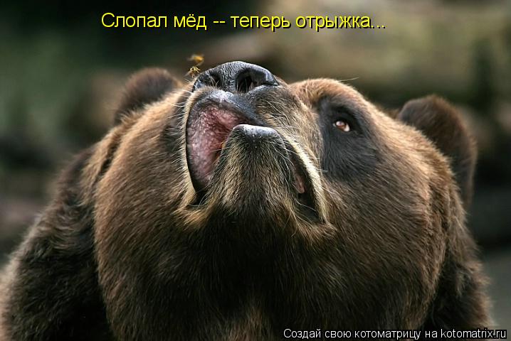 Слопал мёд -- теперь отрыжка...... Котоматрица: Слопал мёд -- теперь отрыжка...