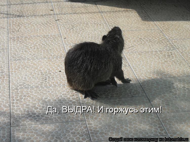 Да, ВЫДРА! И горжусь этим!... Котоматрица: Да, ВЫДРА! И горжусь этим!