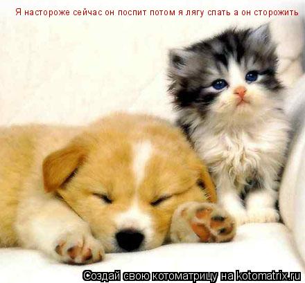 Я настороже сейчас он поспит потом я лягу спать а он сторожить... Котоматрица: Я настороже сейчас он поспит потом я лягу спать а он сторожить