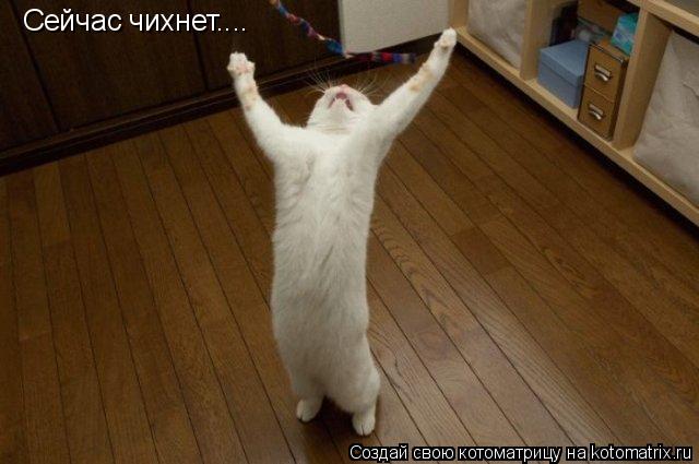 Сейчас чихнет....... Котоматрица: Сейчас чихнет....