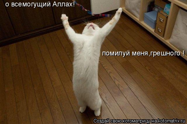 о всемогущий Аллах! помилуй меня,грешного !... Котоматрица: о всемогущий Аллах! помилуй меня,грешного !