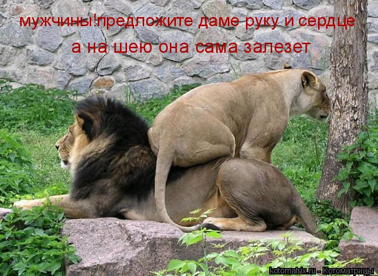 мужчины!предложите даме руку и сердце а на шею она сама залезет... Котоматрица: мужчины!предложите даме руку и сердце а на шею она сама залезет