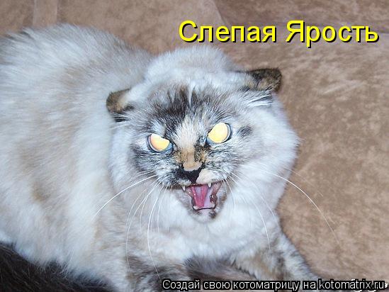 Слепая Ярость... Котоматрица: Слепая Ярость