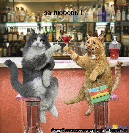 за любовь !... Котоматрица: за любовь !
