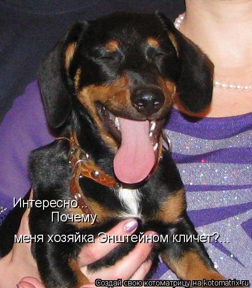 Интересно... Почему меня хозяйка Энштейном кличет?...... Котоматрица: Интересно... Почему меня хозяйка Энштейном кличет?...