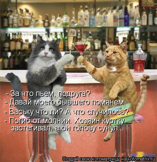 - За что пьем, подруга? - Давай моего бывшего помянем. - Ваську что ли? А что случилось? - Погиб от м... Котоматрица: - За что пьем, подруга? - Давай моего бывшего помянем. - Ваську что ли? А что случилось? - Погиб от молнии. Хозяин куртку застегивал, а он голову