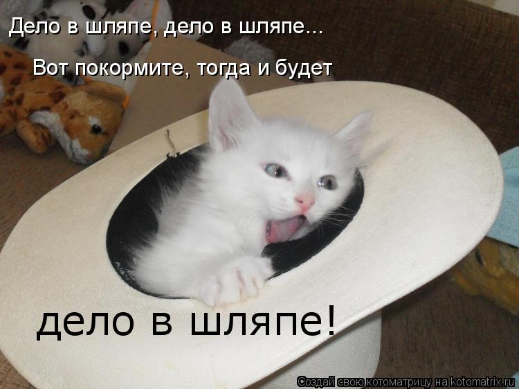 Дело в шляпе, дело в шляпе... Вот покормите, тогда и будет дело в шляпе!... Котоматрица: Дело в шляпе, дело в шляпе... Вот покормите, тогда и будет дело в шляпе!