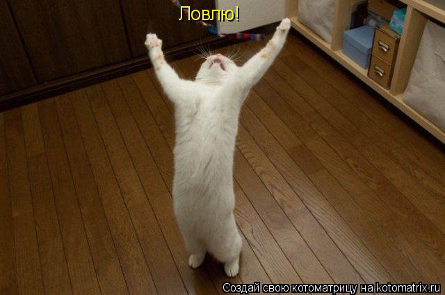 Ловлю!... Котоматрица: Ловлю!