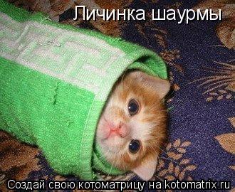 Личинка шаурмы... Котоматрица: Личинка шаурмы