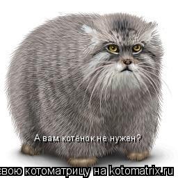 А вам котёнок не нужен?... Котоматрица: А вам котёнок не нужен?