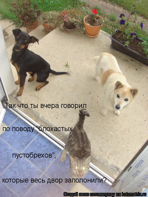 Так что ты вчера говорил которые весь двор заполонили? по поводу "блохастых пустобрехов",... Котоматрица: Так что ты вчера говорил которые весь двор заполонили? по поводу "блохастых пустобрехов",