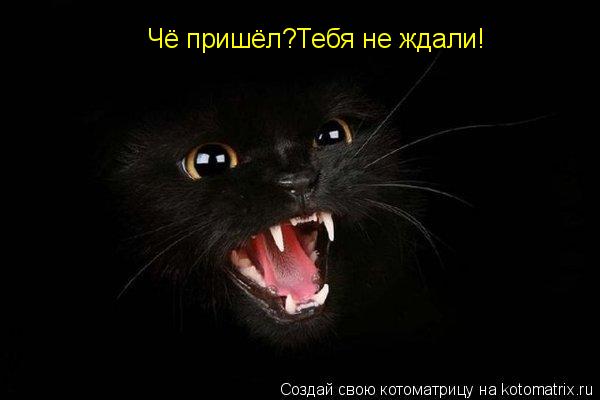 Чё пришёл?Тебя не ждали!... Котоматрица: Чё пришёл?Тебя не ждали!