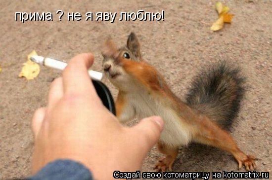 прима ? не я яву люблю!... Котоматрица: прима ? не я яву люблю!