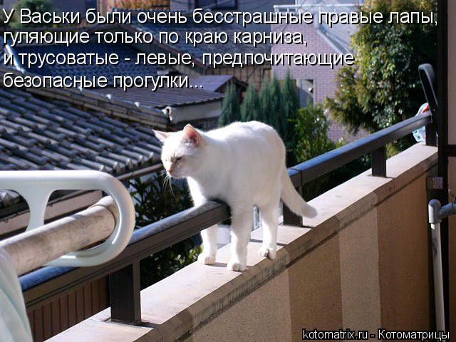 Котоматрица: У Васьки были очень бесстрашные правые лапы, гуляющие только по краю карниза, и трусоватые - левые, предпочитающие  безопасные прогулки...