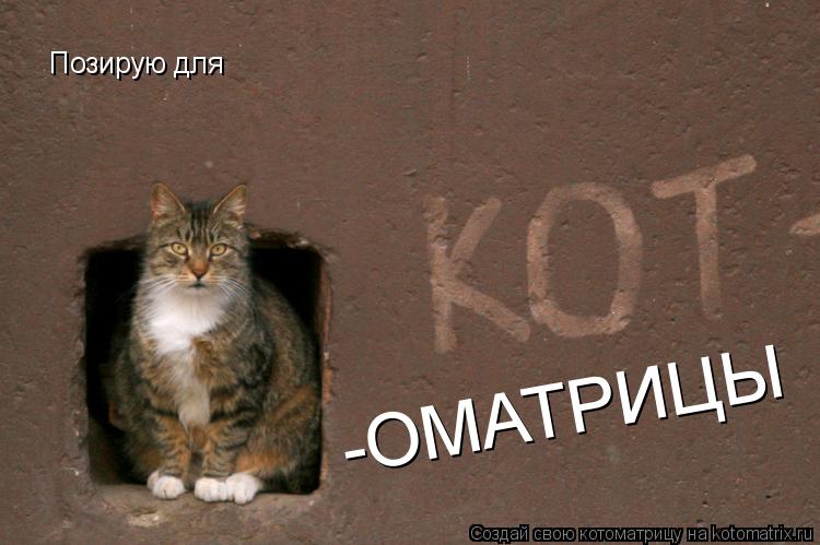 Котоматрица: Позирую для -ОМАТРИЦЫ