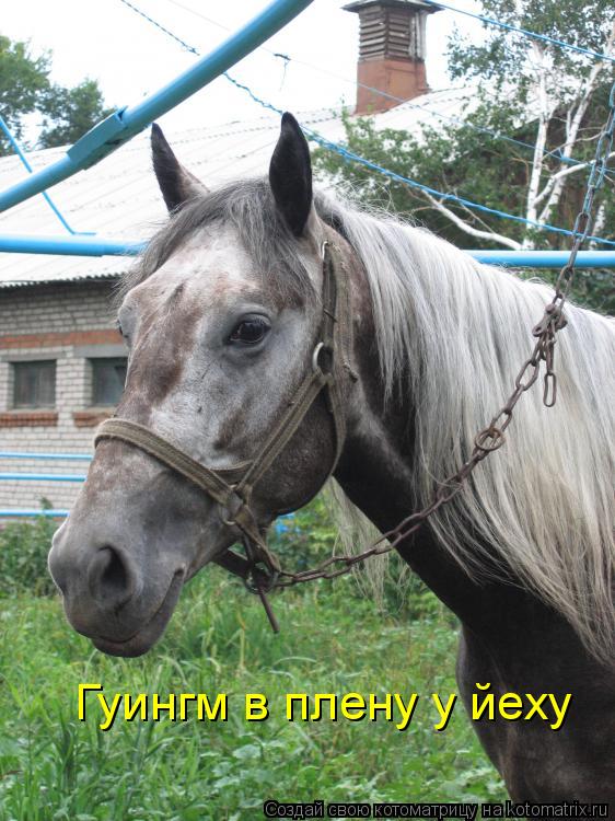 Гуингм в плену у йеху... Котоматрица: Гуингм в плену у йеху