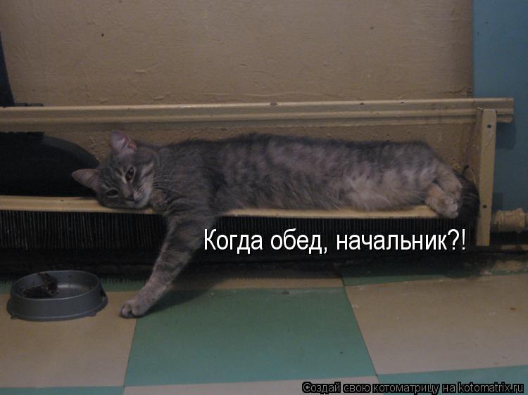 Когда обед, начальник?!... Котоматрица: Когда обед, начальник?!