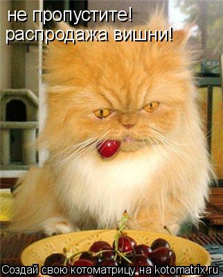 не пропустите! распродажа вишни!... Котоматрица: не пропустите! распродажа вишни!