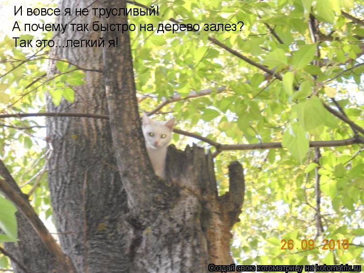 И вовсе я не трусливый! А почему так быстро на дерево залез? Так это...легкий я!... Котоматрица: И вовсе я не трусливый! А почему так быстро на дерево залез? Так это...легкий я!