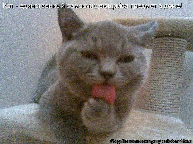 Кот - единственный самоочищающийся предмет в доме!... Котоматрица: Кот - единственный самоочищающийся предмет в доме!