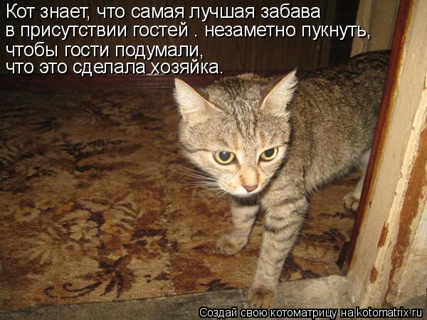 Кот знает, что самая лучшая забава в присутствии гостей – незаметно пукнуть, чтобы гости подумали, ... Котоматрица: Кот знает, что самая лучшая забава в присутствии гостей – незаметно пукнуть, чтобы гости подумали, что это сделала хозяйка.
