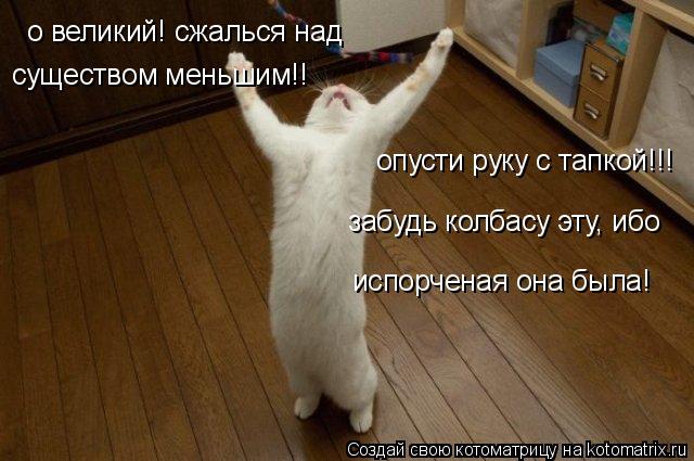 о великий! сжалься над существом меньшим!! опусти руку с тапкой!!! забудь колбасу эту, ибо испорчена... Котоматрица: о великий! сжалься над существом меньшим!! опусти руку с тапкой!!! забудь колбасу эту, ибо испорченая она была!