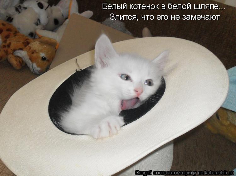 Белый котенок в белой шляпе... Злится, что его не замечают... Котоматрица: Белый котенок в белой шляпе... Злится, что его не замечают