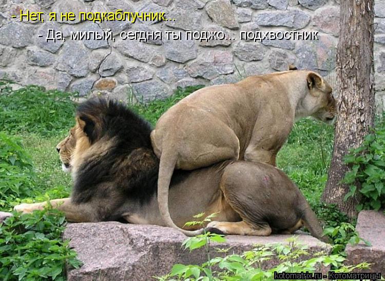 - Нет, я не подкаблучник... - Да, милый, сегдня ты поджо... подхвостник... Котоматрица: - Нет, я не подкаблучник... - Да, милый, сегдня ты поджо... подхвостник