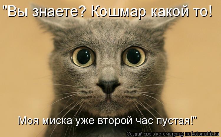 "Вы знаете? Кошмар какой то! Моя миска уже второй час пустая!"... Котоматрица: "Вы знаете? Кошмар какой то! Моя миска уже второй час пустая!"