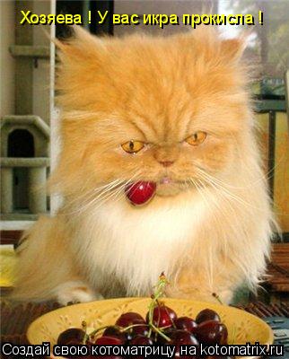 Хозяева ! У вас икра прокисла !... Котоматрица: Хозяева ! У вас икра прокисла !
