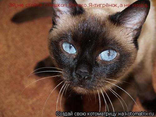 Эй,не стойте слишком близко.Я-тигрёнок,а не киска.... Котоматрица: Эй,не стойте слишком близко.Я-тигрёнок,а не киска.